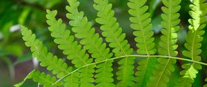 Preview wallpaper fern, leaves, green, blur