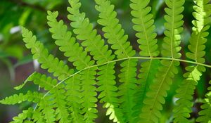 Preview wallpaper fern, leaves, green, blur