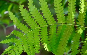 Preview wallpaper fern, leaves, green, blur