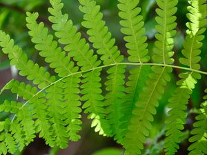 Preview wallpaper fern, leaves, green, blur