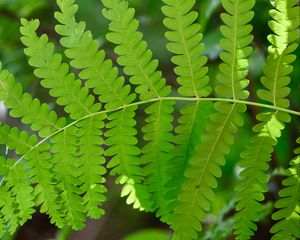 Preview wallpaper fern, leaves, green, blur