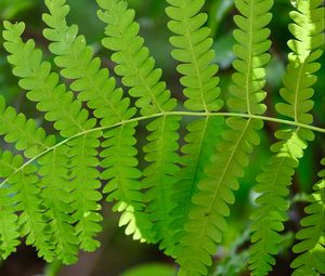 Preview wallpaper fern, leaves, green, blur