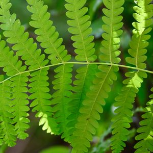 Preview wallpaper fern, leaves, green, blur