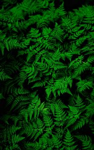 Preview wallpaper fern, leaves, green, plant, thick