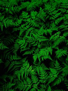 Preview wallpaper fern, leaves, green, plant, thick