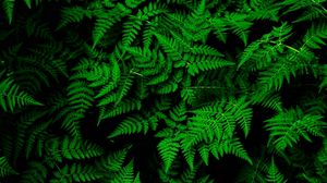 Ferns Images  Browse 428151 Stock Photos Vectors and Video  Adobe Stock
