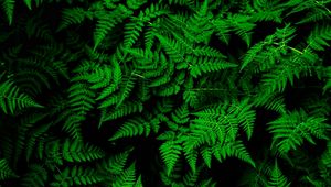 Preview wallpaper fern, leaves, green, plant, thick