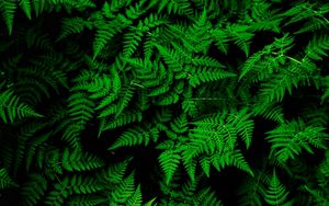 Preview wallpaper fern, leaves, green, plant, thick