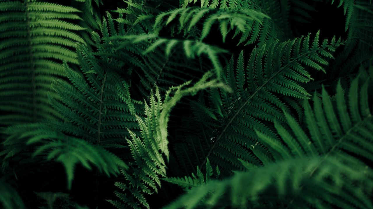 Wallpaper fern, leaves, green, macro, plant, vegetation, carved