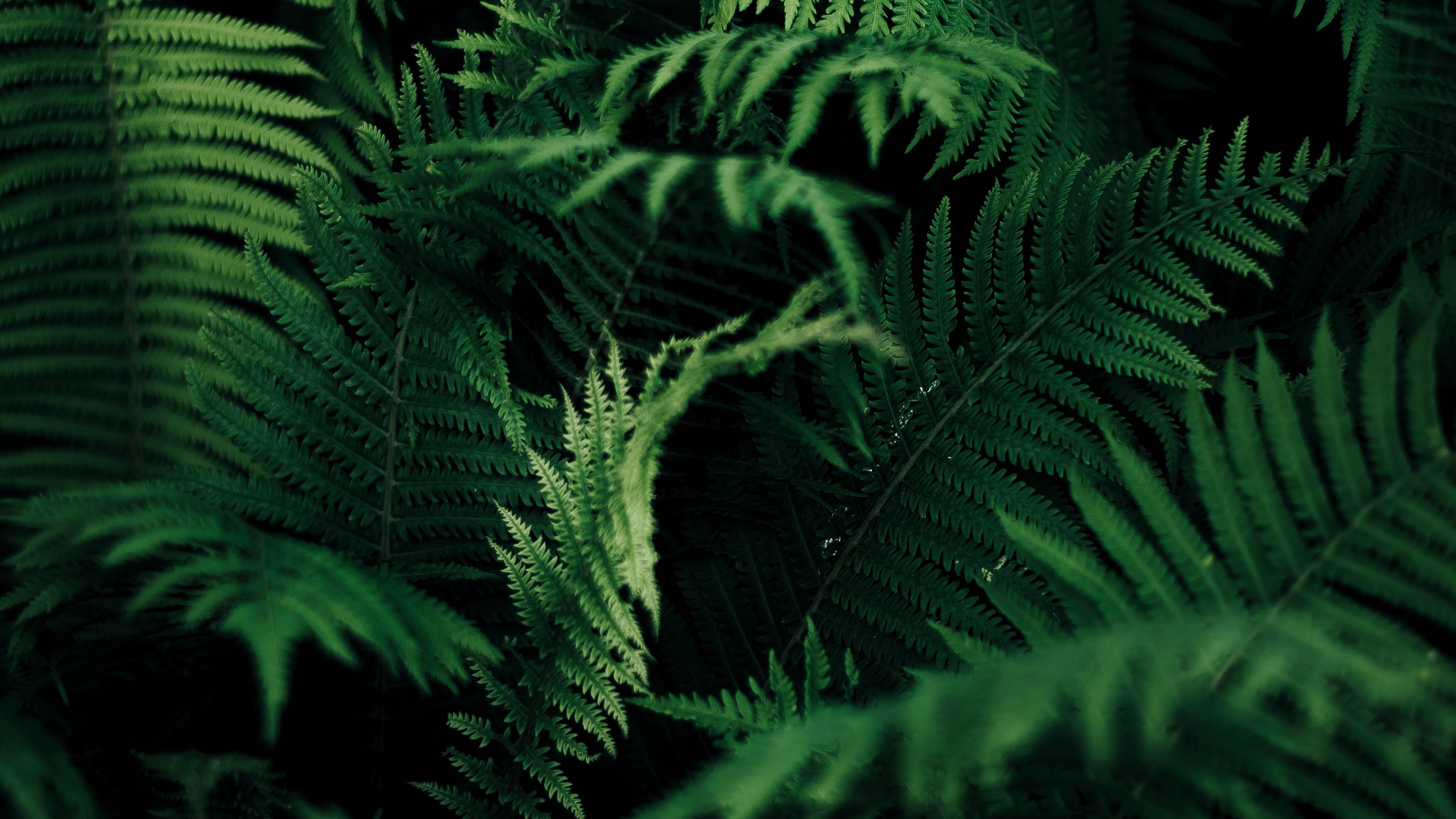 Download wallpaper 2560x1440 fern, leaves, green, macro, plant ...