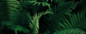 Preview wallpaper fern, leaves, green, macro, plant, vegetation, carved