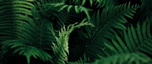Preview wallpaper fern, leaves, green, macro, plant, vegetation, carved