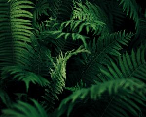 Preview wallpaper fern, leaves, green, macro, plant, vegetation, carved