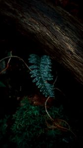 Preview wallpaper fern, leaves, green, plant, dark