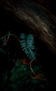 Preview wallpaper fern, leaves, green, plant, dark