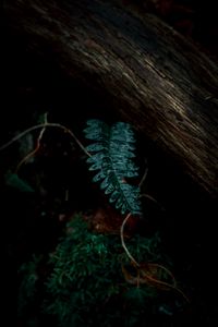 Preview wallpaper fern, leaves, green, plant, dark