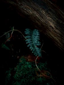 Preview wallpaper fern, leaves, green, plant, dark