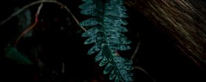 Preview wallpaper fern, leaves, green, plant, dark