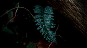 Preview wallpaper fern, leaves, green, plant, dark