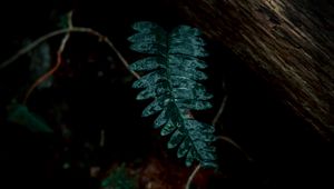 Preview wallpaper fern, leaves, green, plant, dark