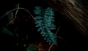 Preview wallpaper fern, leaves, green, plant, dark