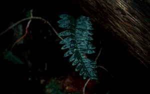 Preview wallpaper fern, leaves, green, plant, dark