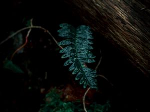 Preview wallpaper fern, leaves, green, plant, dark