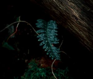 Preview wallpaper fern, leaves, green, plant, dark