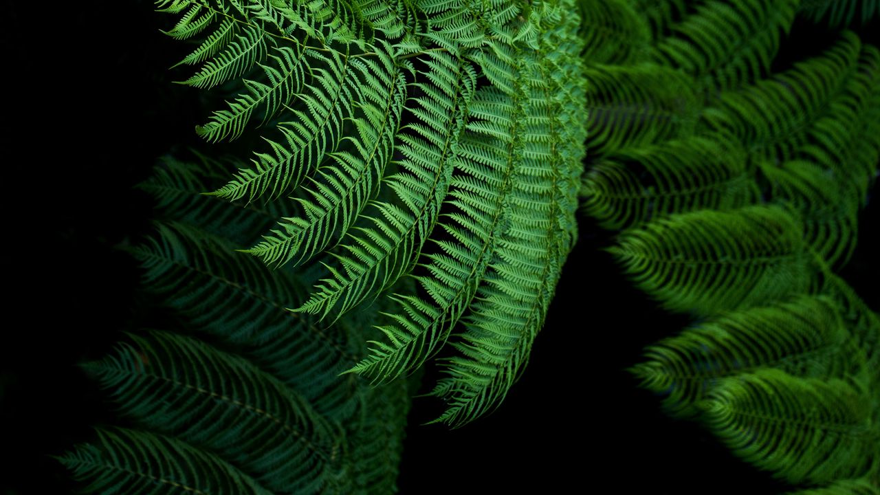 Wallpaper fern, leaves, green, tropical, exotic