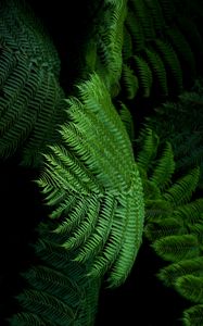 Preview wallpaper fern, leaves, green, tropical, exotic