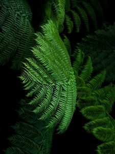 Preview wallpaper fern, leaves, green, tropical, exotic