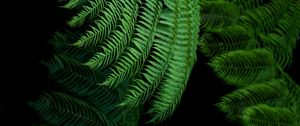 Preview wallpaper fern, leaves, green, tropical, exotic