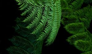 Preview wallpaper fern, leaves, green, tropical, exotic