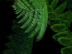 Preview wallpaper fern, leaves, green, tropical, exotic