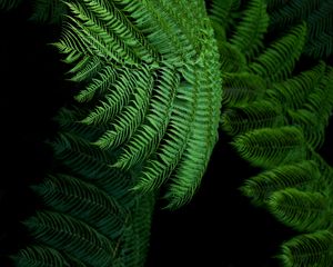 Preview wallpaper fern, leaves, green, tropical, exotic