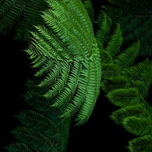 Preview wallpaper fern, leaves, green, tropical, exotic