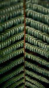Preview wallpaper fern, leaves, green, carved, macro, branch, plant