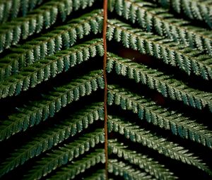 Preview wallpaper fern, leaves, green, carved, macro, branch, plant