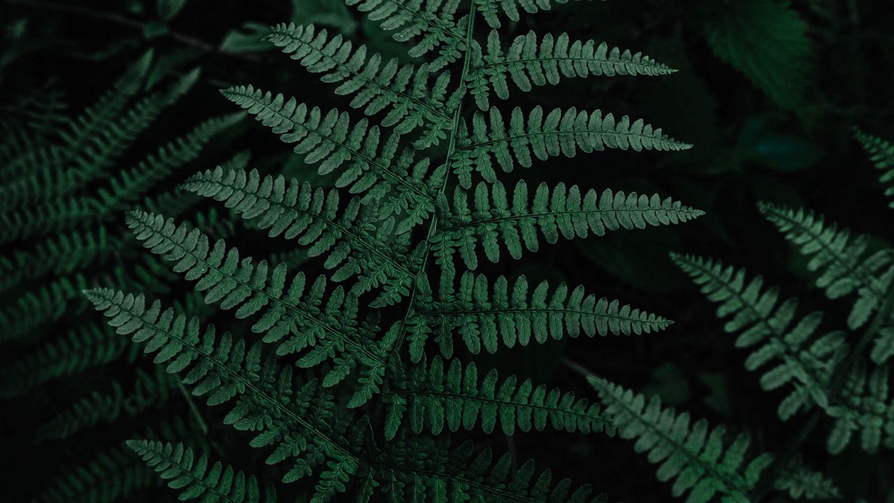 Wallpaper fern, leaves, green, carved, plant hd, picture, image