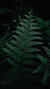 Preview wallpaper fern, leaves, green, carved, plant