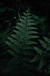 Preview wallpaper fern, leaves, green, carved, plant