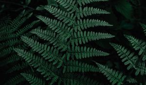 Preview wallpaper fern, leaves, green, carved, plant