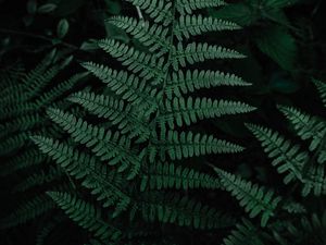 Preview wallpaper fern, leaves, green, carved, plant