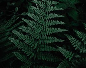 Preview wallpaper fern, leaves, green, carved, plant