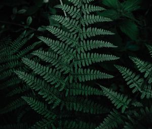 Preview wallpaper fern, leaves, green, carved, plant