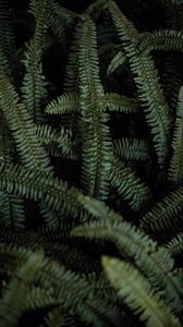 Preview wallpaper fern, leaves, green, plant, macro