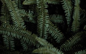 Preview wallpaper fern, leaves, green, plant, macro