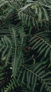 Preview wallpaper fern, leaves, green, plant, nature