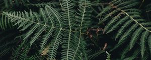 Preview wallpaper fern, leaves, green, plant, nature