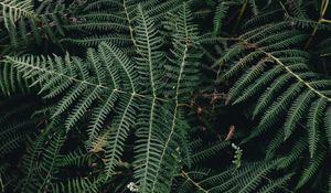 Preview wallpaper fern, leaves, green, plant, nature